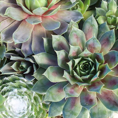8 In. Sempervivum Bowl