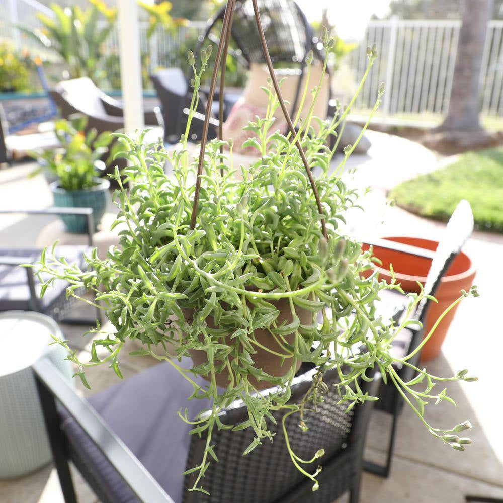 6 In. String of Dolphin Succulent Senecio Peregrinus