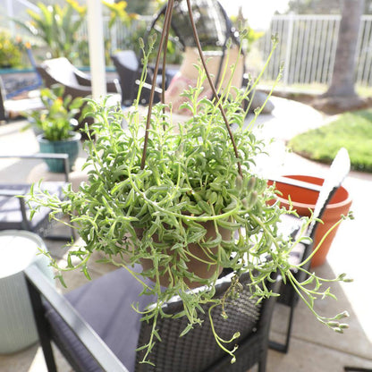 6 In. String of Dolphin Succulent Senecio Peregrinus