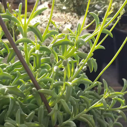 6 In. String of Dolphin Succulent Senecio Peregrinus