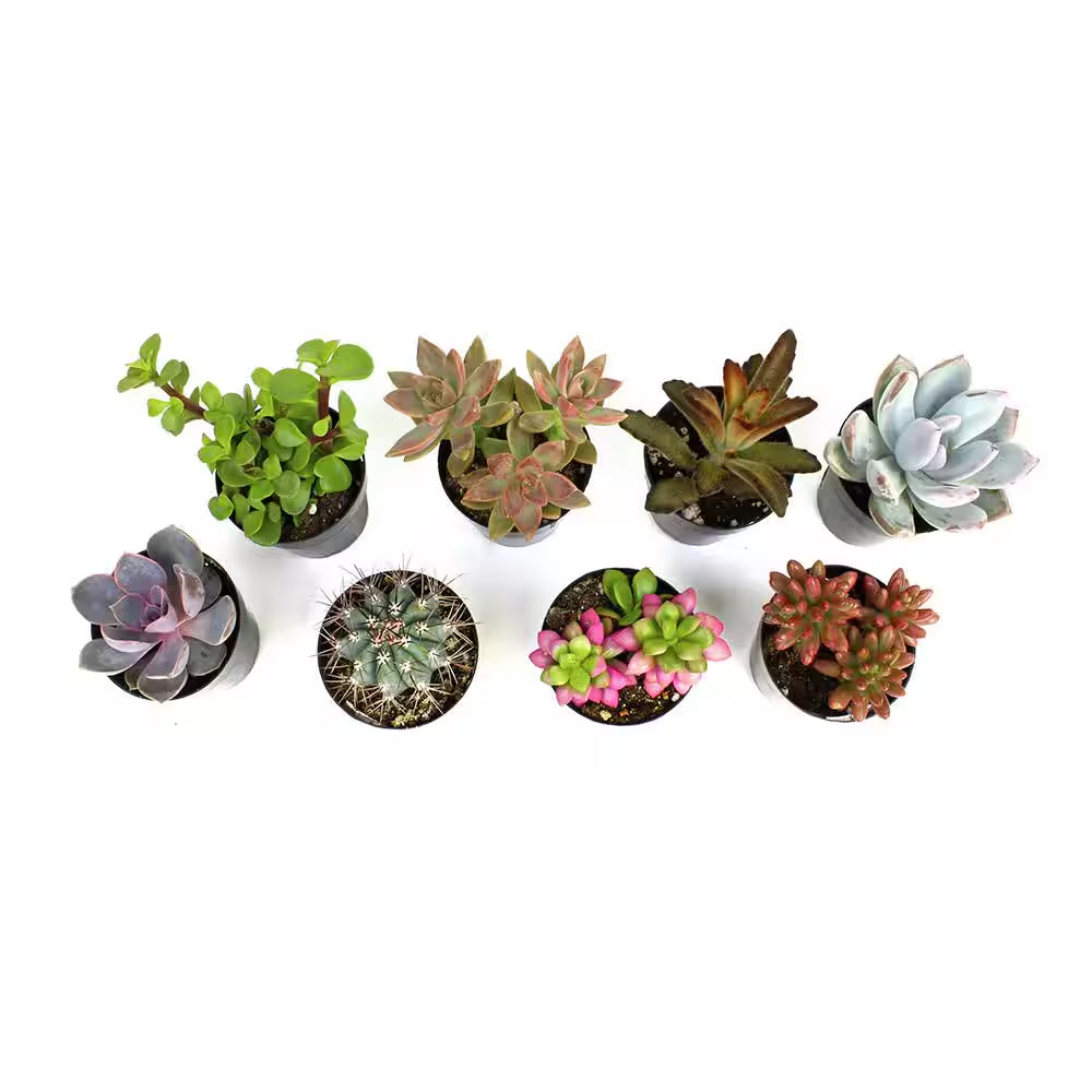 2.5 In. Assorted Succulents Plants (8-Pack)