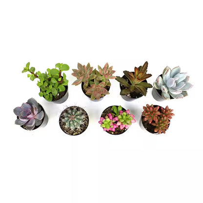 2.5 In. Assorted Succulents Plants (8-Pack)
