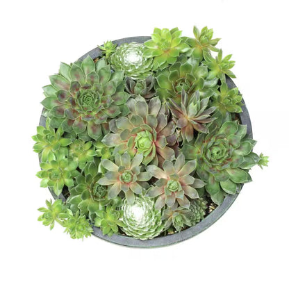 8 In. Sempervivum Bowl