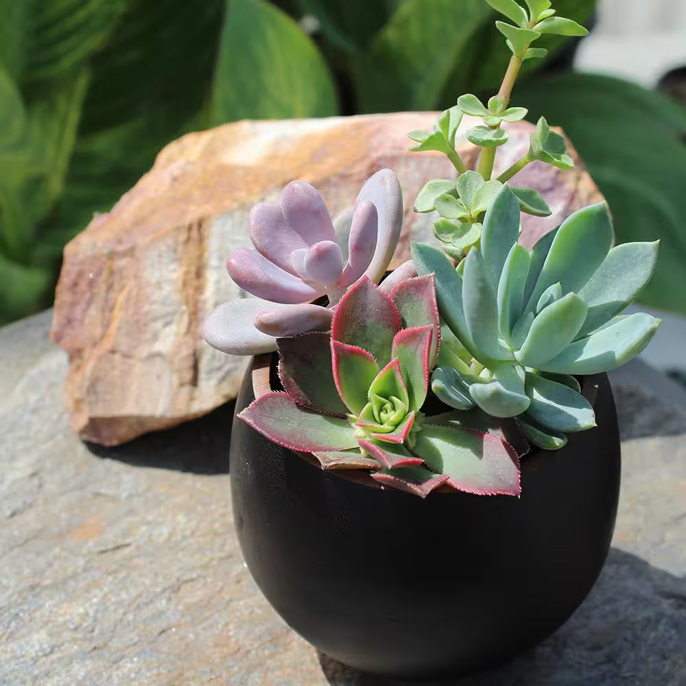 2.5 In. Assorted Succulents Plants (8-Pack)