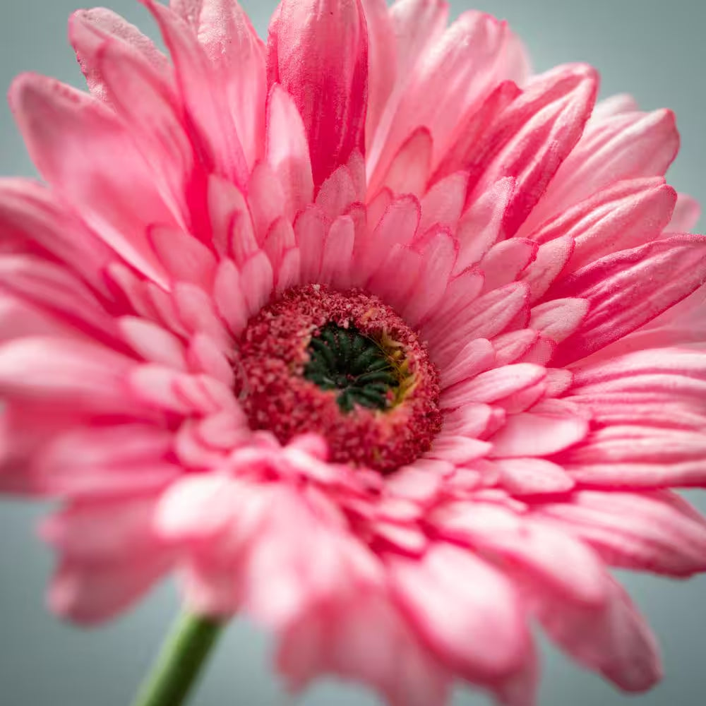 25 " Artificial Beautiful Pink Gerbera Daisy