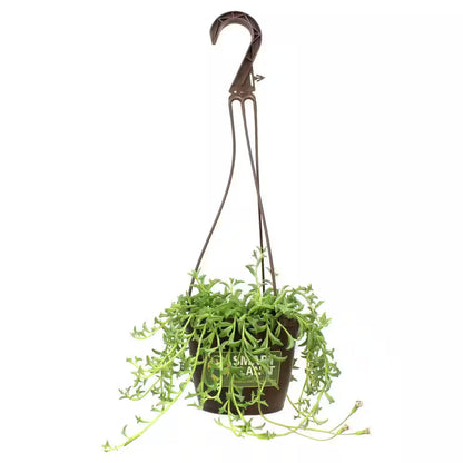 6 In. String of Dolphin Succulent Senecio Peregrinus