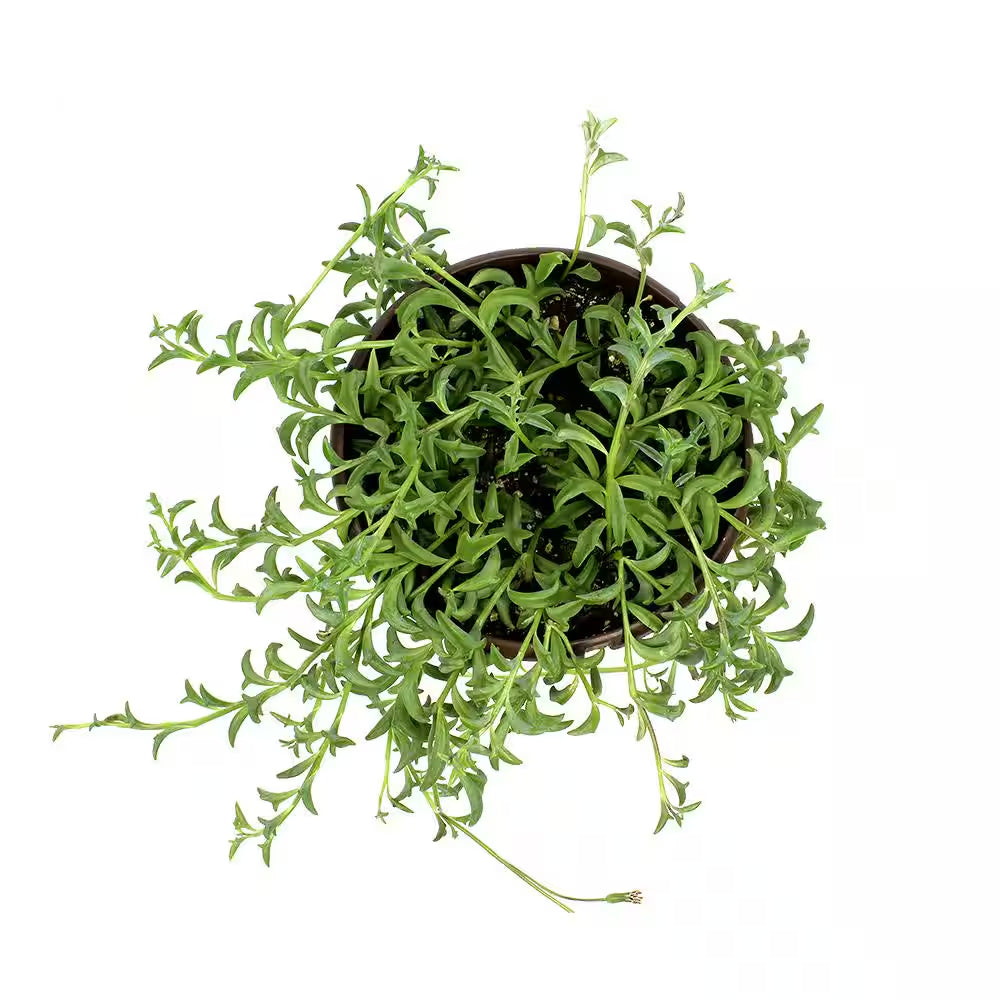 6 In. String of Dolphin Succulent Senecio Peregrinus