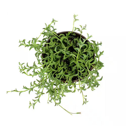 6 In. String of Dolphin Succulent Senecio Peregrinus