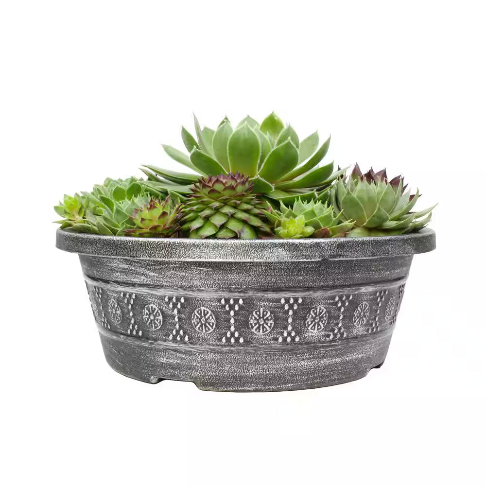 8 In. Sempervivum Bowl