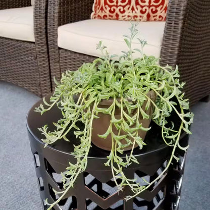 6 In. String of Dolphin Succulent Senecio Peregrinus