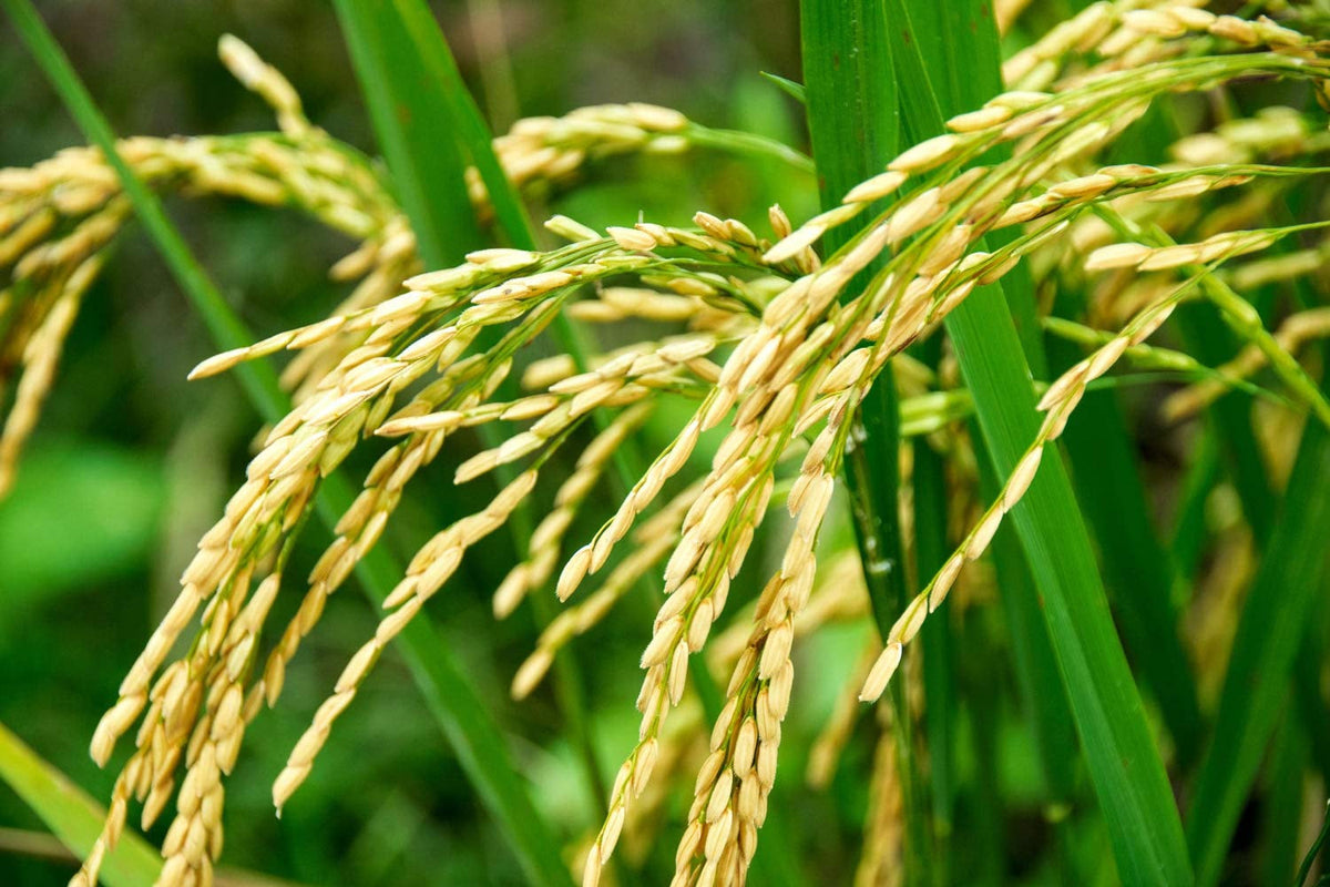 Organic Long Grain White Rice, 5 Pounds – Non-Gmo, Vegan, Kosher. Easy to Cook. Stays Separate and Fluffy. Low in Fat. Contains Iron. Perfect for Stuffing, Pilafs, Salads.