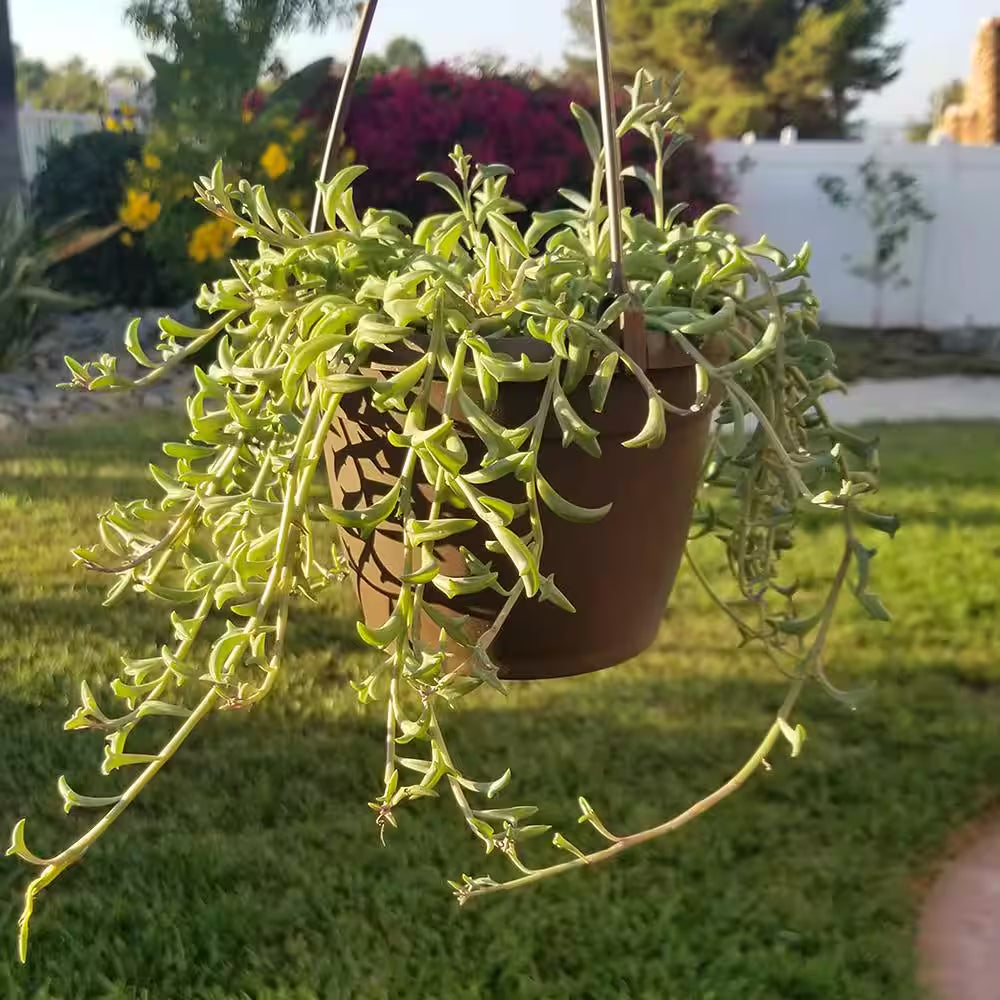 6 In. String of Dolphin Succulent Senecio Peregrinus