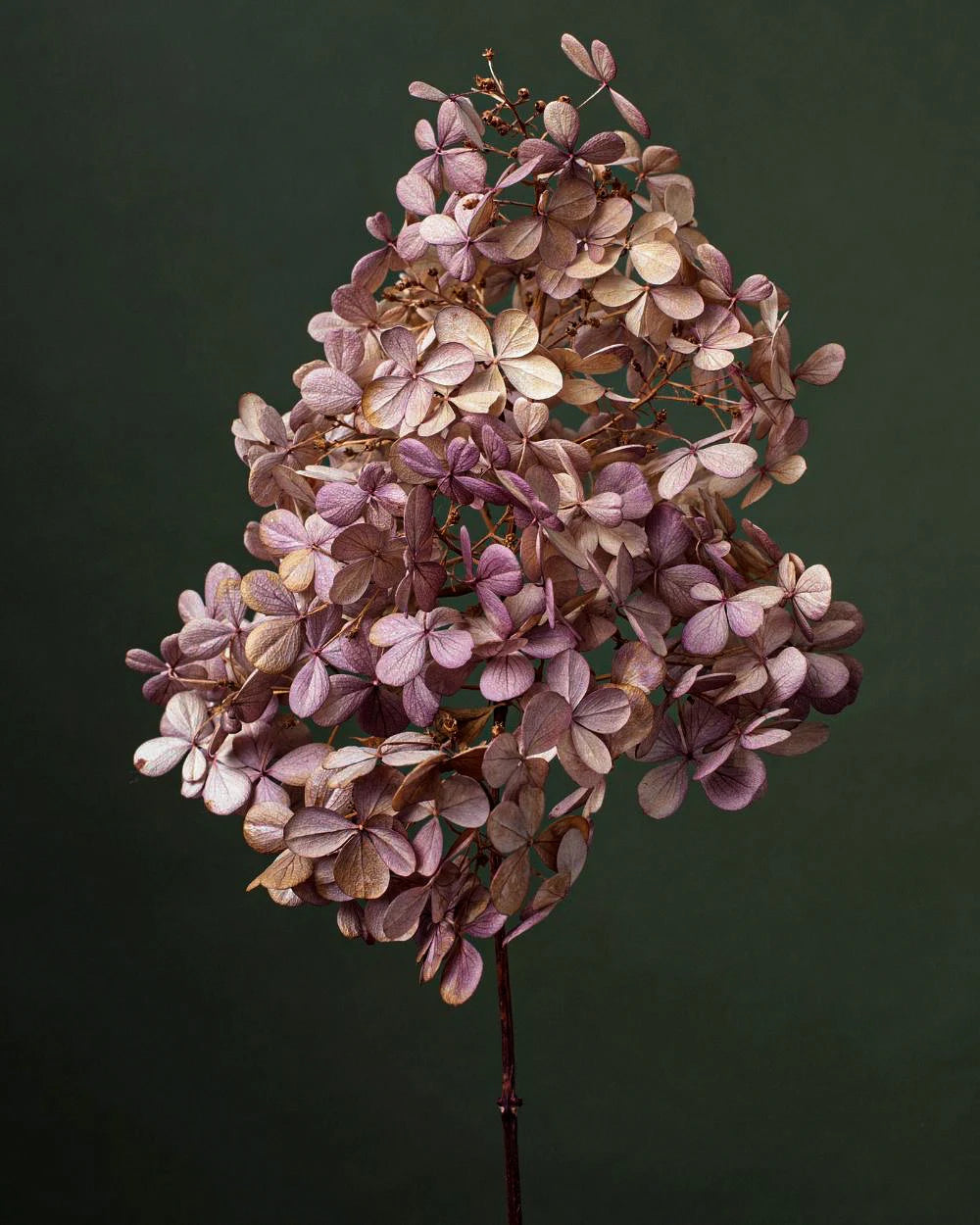 Natural Dried Flower Hydrangea Eternal Flower Bouquet Real Flower Arrangement Living Room Desktop Decoration Minimalist High-...
