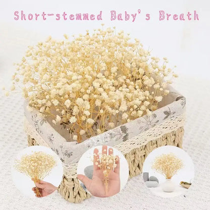 100pcs Mini Dried Baby's Breath Flowers Natural Dry Flower Gypsophila  DIY Aromatherapy  Valentine Wedding Party Photo Prop Deco