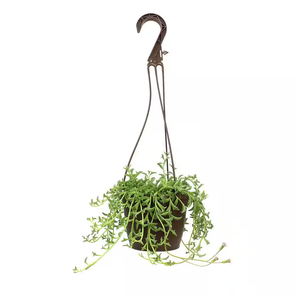 6 In. String of Dolphin Succulent Senecio Peregrinus