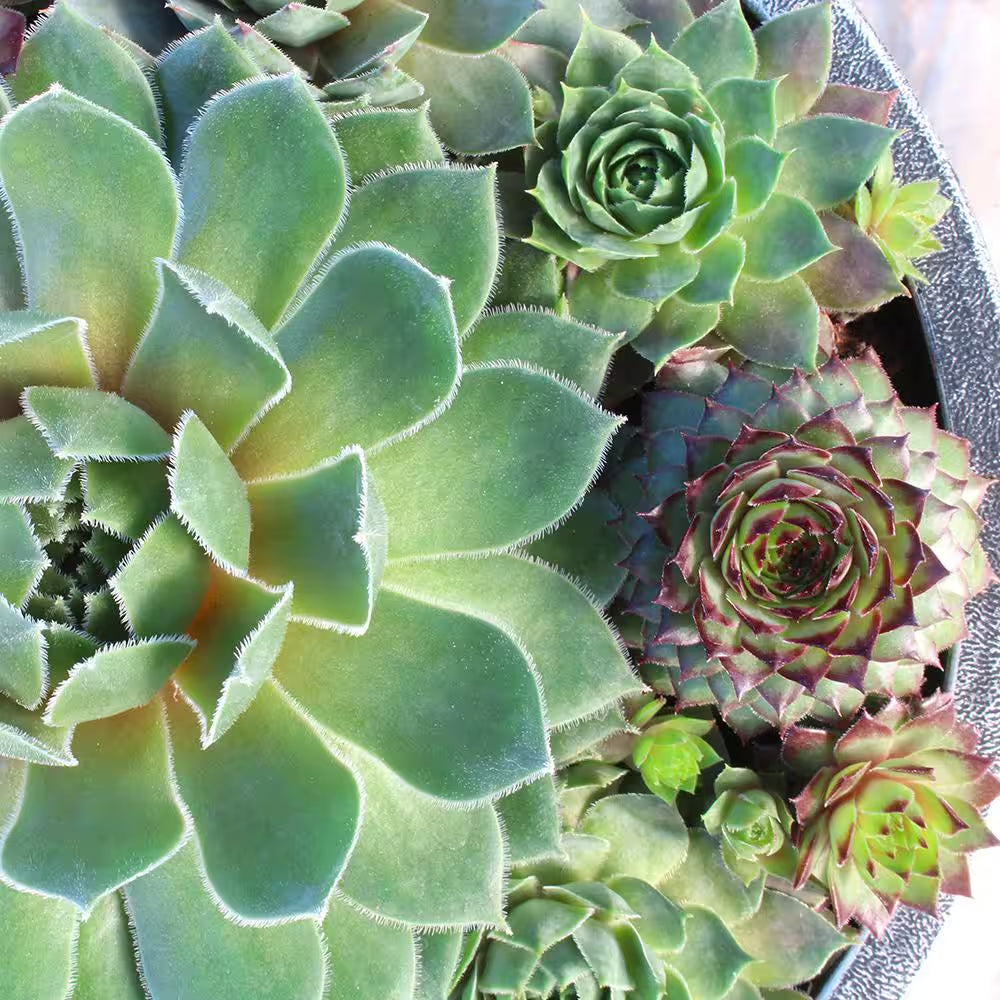 8 In. Sempervivum Bowl