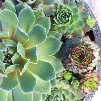 8 In. Sempervivum Bowl