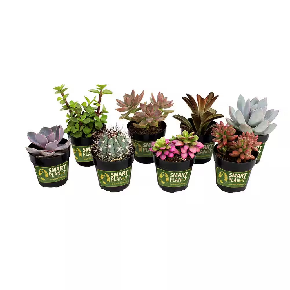 2.5 In. Assorted Succulents Plants (8-Pack)