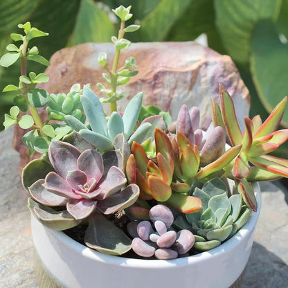 2.5 In. Assorted Succulents Plants (8-Pack)