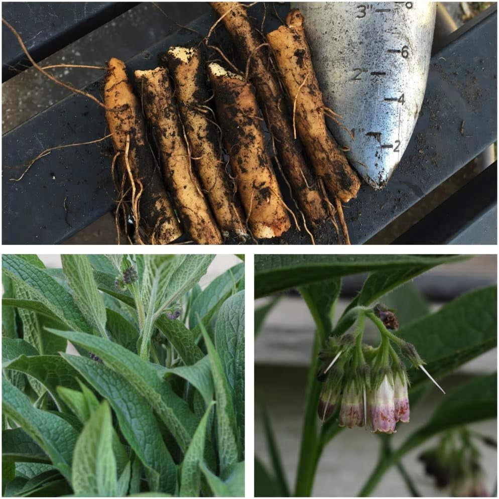 One Russian Comfrey Root Cutting - Bocking 14 Cultivar - Comphrey - Knitbone by  (1)