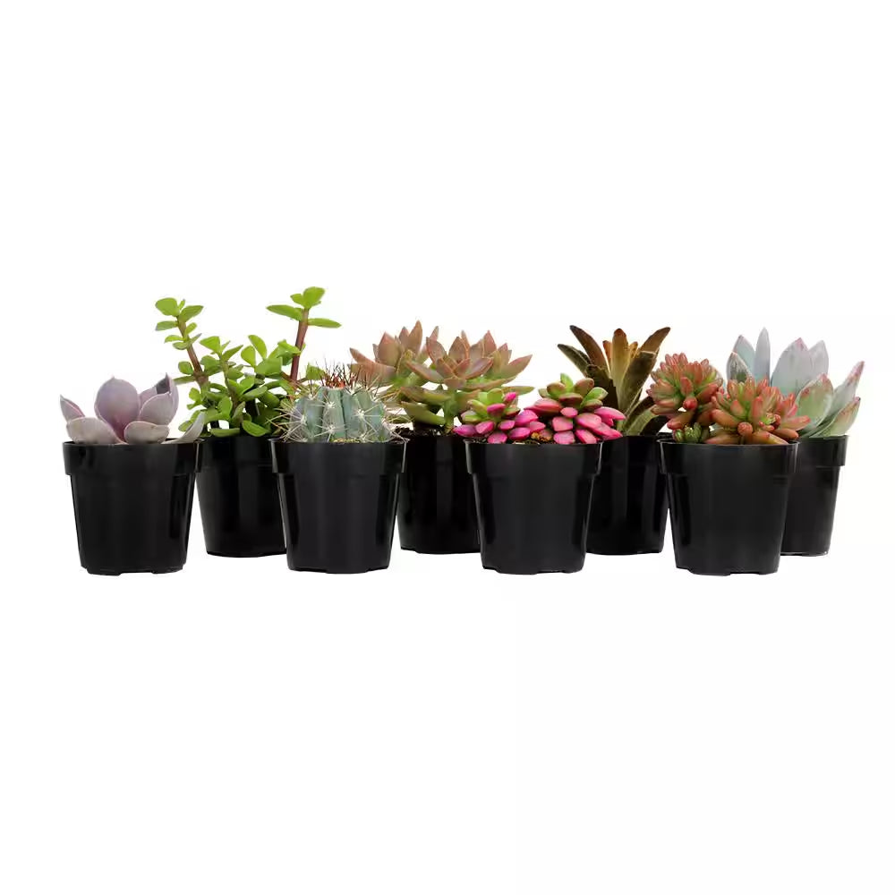 2.5 In. Assorted Succulents Plants (8-Pack)