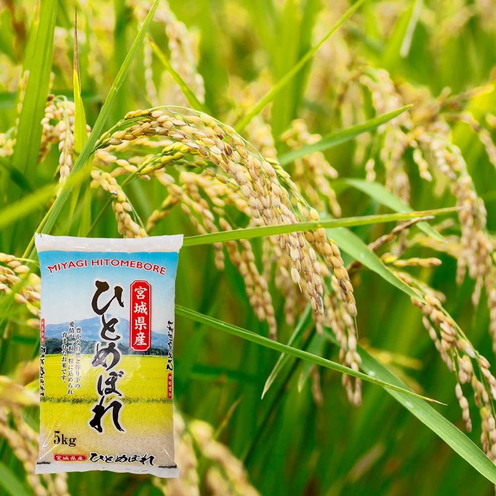 MIYAGI HITOMEBORE (11 Lbs) - Expertly Cultivated in Ishinomaki, Japan, Well-Balanced and Versatile Rice for Sushi, Onigiri, and Japanese Dishes