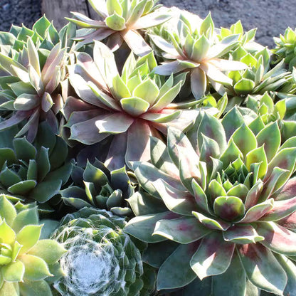 8 In. Sempervivum Bowl