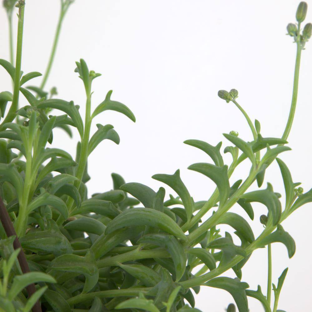 6 In. String of Dolphin Succulent Senecio Peregrinus