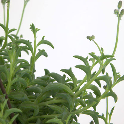 6 In. String of Dolphin Succulent Senecio Peregrinus
